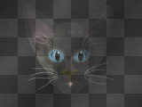 cat's eyes