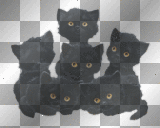 halloween black cats cute