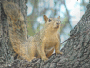 Fox Squirrel