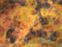 fire background