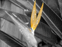 bird of paradise