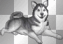 Cute Dog