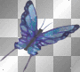 blue butterfly