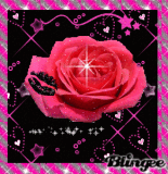 pink and black rose