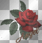 angel rose