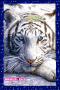 beautiful white tiger