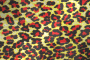 leopard leopard