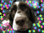Cute Doggie Cute Doggie