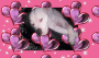me hondje