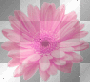 pk flower