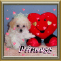 Princess Poodle Puppy