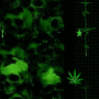 Toxic Dreams