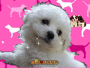 Bichon frise