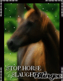 Stop Horse Slaughter