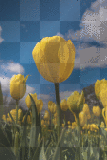 Field of flowers