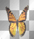 butterfly