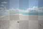 mare