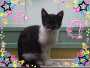 my cat