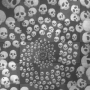 skulls