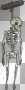 skelton