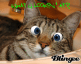 Crazy Cat
