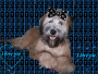 molly sily dog
