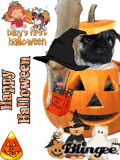 dog' halloween