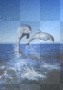 cute dolphin