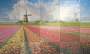 FlowerField