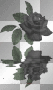 black rose