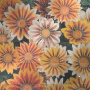 daisies