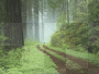 rainforest road