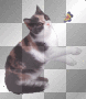 cat cat