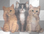 cats
