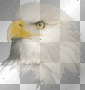 eagle eagle