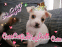 my puppy