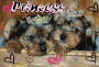 my doggies