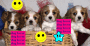Dog blingee