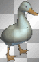 Canard