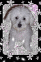 sparkly daisy