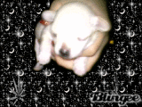 BABY CHIHUAHUA