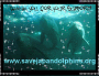 dolphins