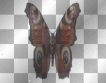 butterfly moth