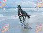 Black Beauty