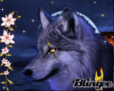 oh ! un loup ********
