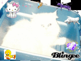 My Cat Sunuggles