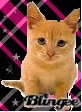 little cat