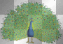 peacock