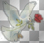 white dove