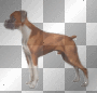boxer
